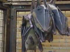 Two bats enjoying lovemaking and one masturbating